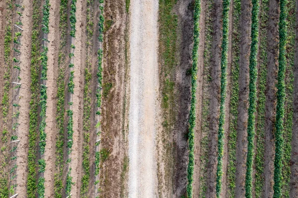 ポーランドのZyrardow郡Dworzno村のブドウ畑の間の道路のドローンビュー — ストック写真