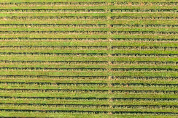 Photo Grand Angle Des Vignobles Dans Village Dworzno Comté Zyrardow — Photo