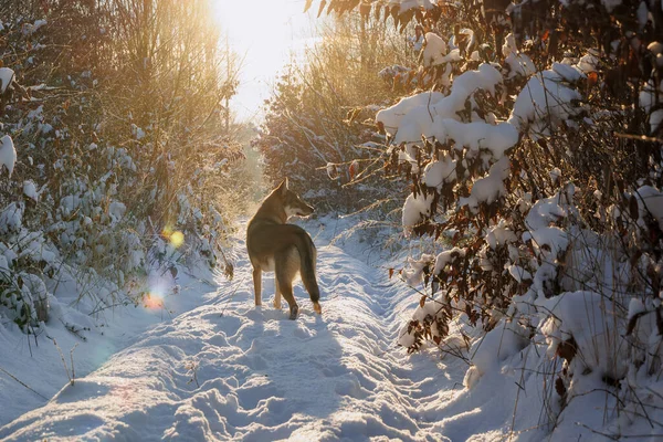Tamaskan Hund Snö Skogen Vintern Polen — Stockfoto