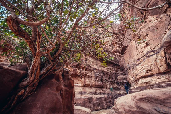 Wadi Rum Jordanien Dezember 2018 Baum Vor Dem Eingang Zum — Stockfoto
