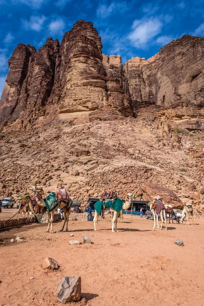 Wadi Rum Ιορδανία Δεκεμβρίου 2018 Καμήλες Δίπλα Στην Πηγή Lawrence — Φωτογραφία Αρχείου