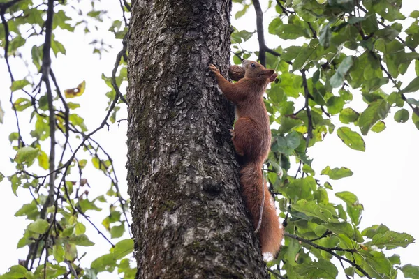 Squirrel Walnut Climbs Tree Warsaw Poland — Stock Photo, Image