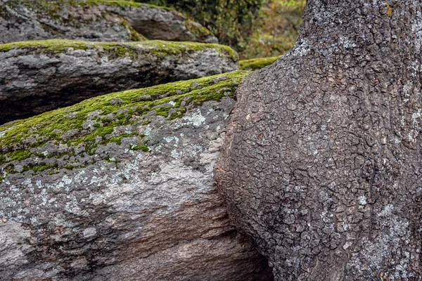 Tree Trunk Rock Beglik Tash Ancient Thracian Remains Rock Sanctuary — Stock Photo, Image