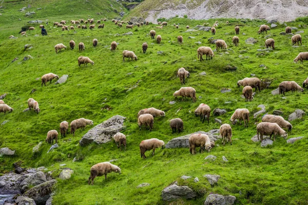 Sheeps on a grass next to Transfagarasan Road in Carpathian Mountains in Romania