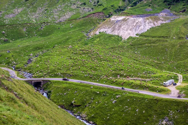 Ovelhas Lado Estrada Transfagarasan Nas Montanhas Cárpatas Roménia — Fotografia de Stock