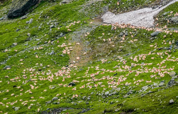ルーマニアのカルパティア山脈のトランスファガラーサン道路の隣にあるバレア湖近くの羊の群れ — ストック写真
