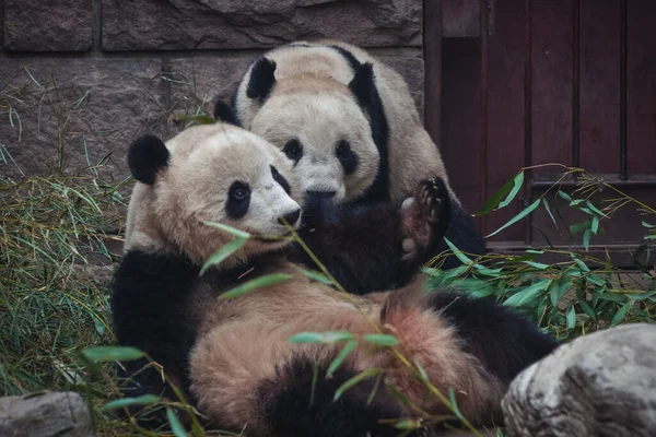 Ailuropoda Melanoleuca Közismert Nevén Óriás Panda — Stock Fotó