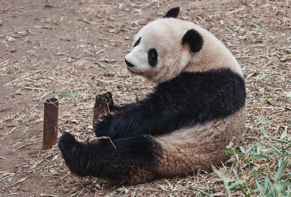 Ailuropoda Melanoleuca Communément Appelé Panda Géant Assis Sur Sol — Photo