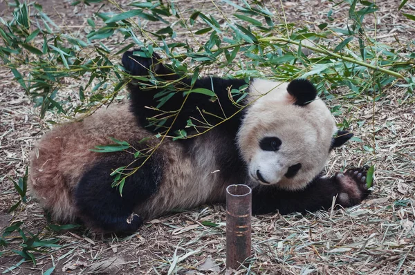 Ailuropoda Melanoleca Κοινώς Γνωστό Giant Panda — Φωτογραφία Αρχείου