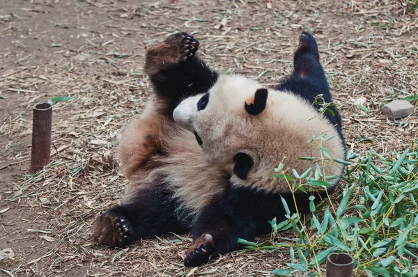 Ailuropoda Melanoleuca Communément Appelé Panda Géant Roulant Sur Sol — Photo
