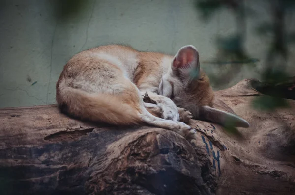 Sleeping Vulpes Zerda Commonly Known Fennec Fox — Stock Photo, Image