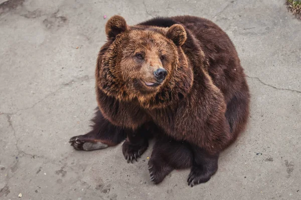Ursus Arctos Широко Известен Бурый Медведь — стоковое фото