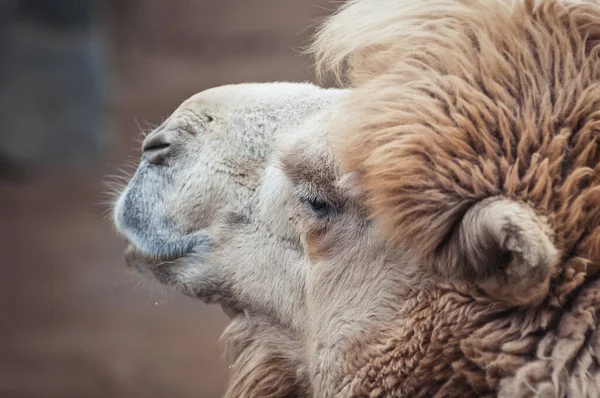 Camelus Ferus Bactrianus Powszechnie Klnow Jako Wielbłąd Baktriański Lub Wielbłąd — Zdjęcie stockowe