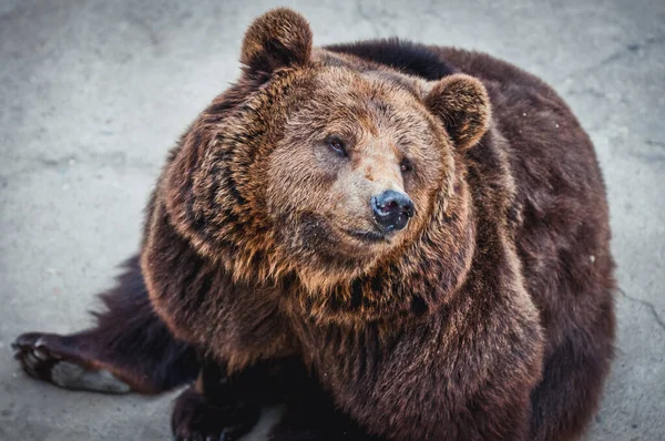 Portret Niedźwiedzia Brunatnego Ursus Arctos — Zdjęcie stockowe