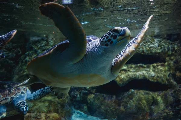 Kaplumbağa Büyük Akvaryumda Yüzüyor — Stok fotoğraf