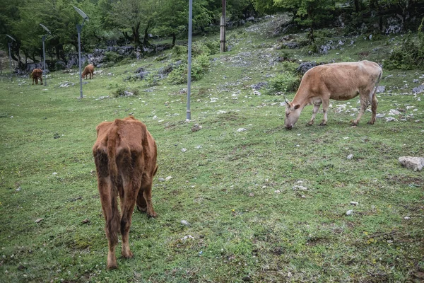 Krowy Łące Pobliżu Jaskini Prometeusza Prowincji Imereti Gruzji — Zdjęcie stockowe