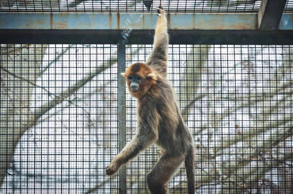 Macaco Nariz Snub Dourado Zoológico — Fotografia de Stock
