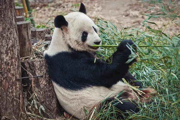 Ailuropoda Melanoleuca Vulgarmente Conhecido Como Panda Gigante Simplesmente Panda — Fotografia de Stock