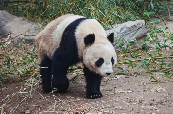 Sétáló Ailuropoda Melanoleuca Közismert Nevén Óriás Panda — Stock Fotó