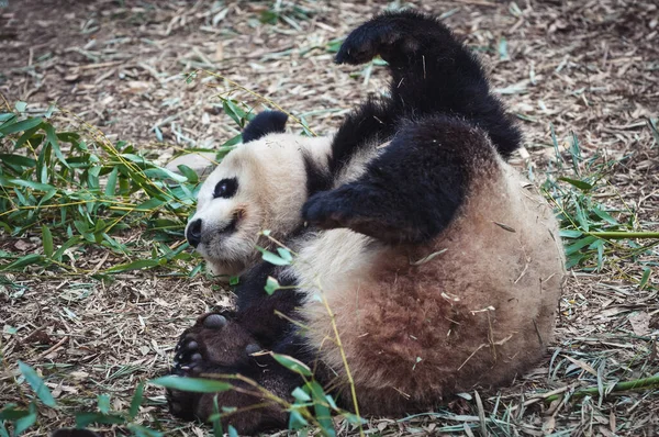Óriás Panda Ailuropoda Melanoleuca Gurul Földön — Stock Fotó