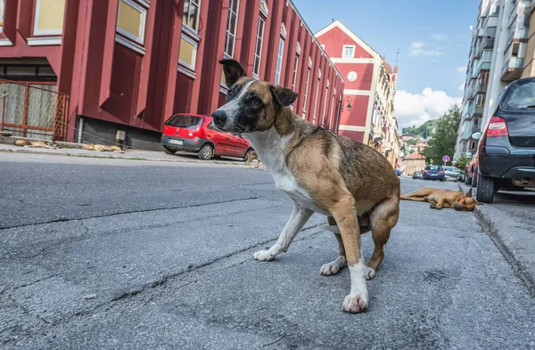 Bosna Hersek Eski Saraybosna Kentinde Başıboş Bir Köpek — Stok fotoğraf