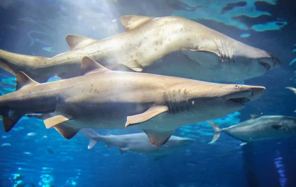 Sandtigerhaie Großem Aquarium — Stockfoto
