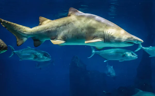 大規模な海水水族館での砂虎サメの水泳 — ストック写真