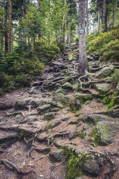 Hutan Gunung Naroznik Pegunungan Meja Bagian Dari Sudetes Polandia — Stok Foto