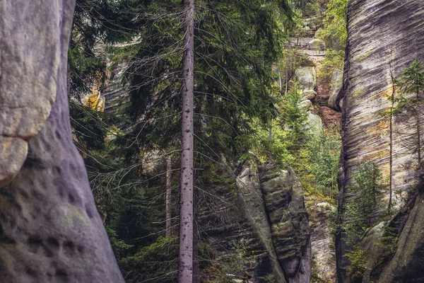 Fák Adrspach Teplice Sziklák Nemzeti Park Csehországban — Stock Fotó