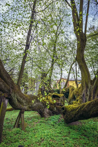 stock image 900 years old lime tree in park of castle in Bzenec town, Czech Republic