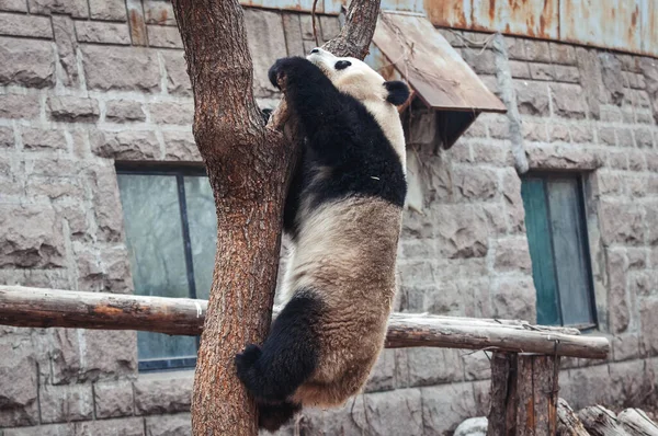 Peking China März 2013 Gehege Des Großen Pandas Pekinger Zoo — Stockfoto