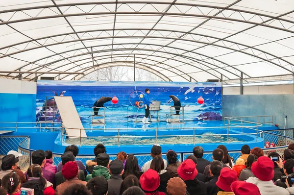 2013年3月29日 北京Gongti Richina水中世界でのシールショー 青動物園 — ストック写真