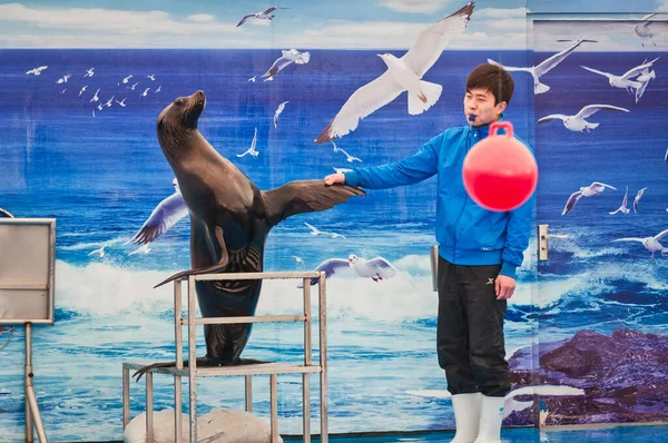 2013年3月29日 Gongti Richina水中世界でのシールショー 青動物園 — ストック写真