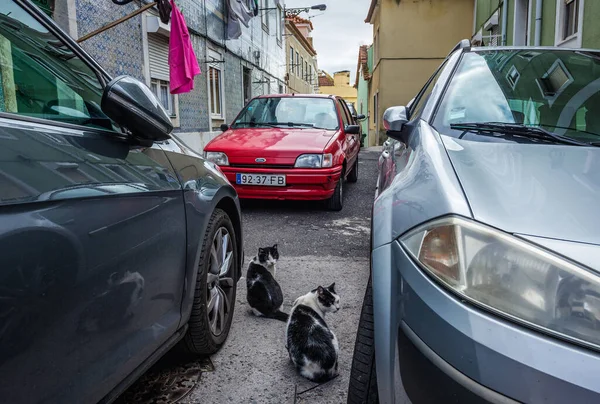 리스본 포르투갈 2018 리스본의아 르로이 지역의 거리에서 고양이 — 스톡 사진