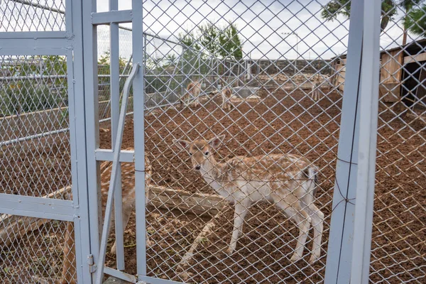 Fallow deers enclosure in Vlatadon Monastery in Thessaloniki Urban Area, greece