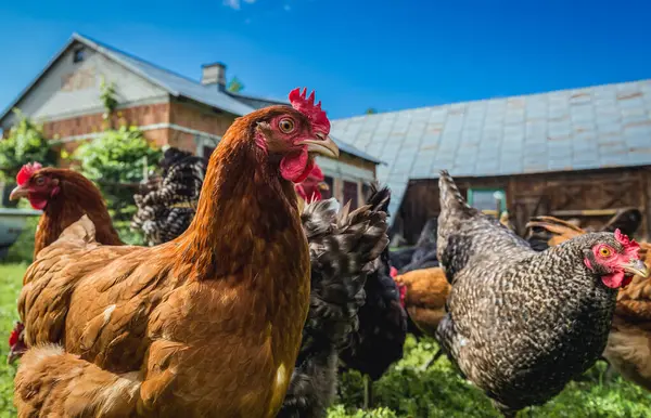 stock image Group of chickens on free range chicken farm in Masovia region, Poland