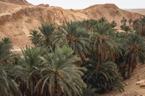 Palm trees in Chebika mountain oasis in Tozeur Governorate, Tunisia