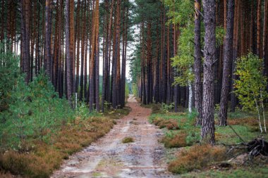 Road in forest in area of Lochow town, Masovia region of Poland clipart