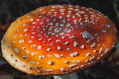 Amanita muscaria - fly agaric or fly amanita in forest in area of Lochow town, Masovia region of Poland clipart