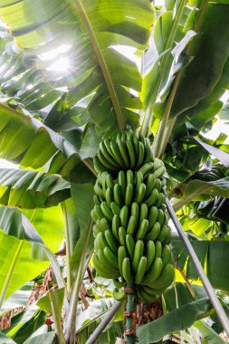 Bunch of green bananas plantation on Madeira Island, Portugal clipart