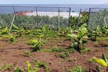 Lugar de Baixo, Portugal - June 11, 2024: Small banana trees on BAM - banana plantation and museum on Madeira Island clipart