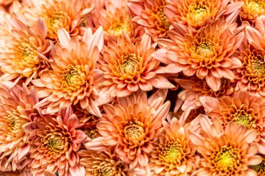 Kolombiya 'dan ithal edilen Cremon Disbud çiçekleri Miami' de bir stüdyoda çekildi. 