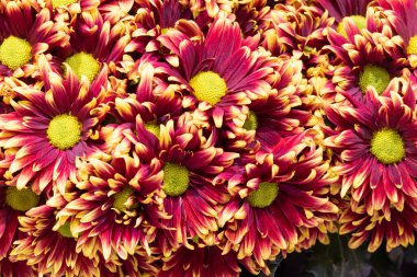 Kolombiya 'dan ithal papatya çiçekleri Miami' de bir stüdyoda çekilmiş. 