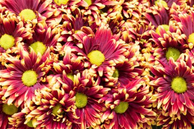 Kolombiya 'dan ithal papatya çiçekleri Miami' de bir stüdyoda çekilmiş. 