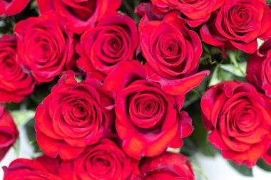 Kolombiya 'dan ithal edilen güller Miami' de bir stüdyoda fotoğraflandı. 