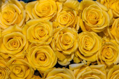 Kolombiya 'dan ithal edilen güller Miami' de bir stüdyoda fotoğraflandı. 