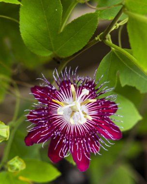 30 Eylül 2023 'te Coconut Creek, FL' de çiçek açmış bir Passiflora çiçeğinden yakın plan.