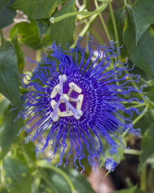 30 Eylül 2023 'te Coconut Creek, FL' de çiçek açmış bir Passiflora çiçeğinden yakın plan.