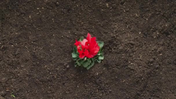 Overhead Sequentie Van Cyclamen Persicum Plant Met Rode Bloemen Groeien — Stockvideo