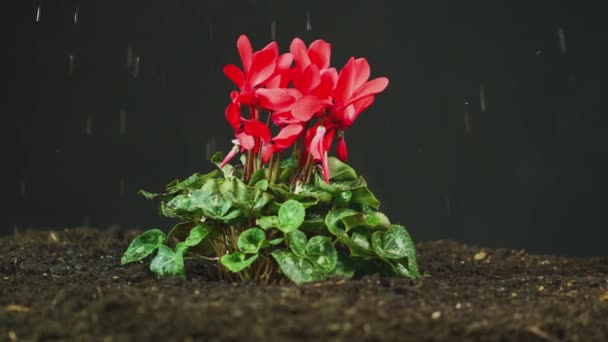 Vista Lateral Planta Roja Cyclamen Persicum Suelo Que Riega Lluvia — Vídeos de Stock